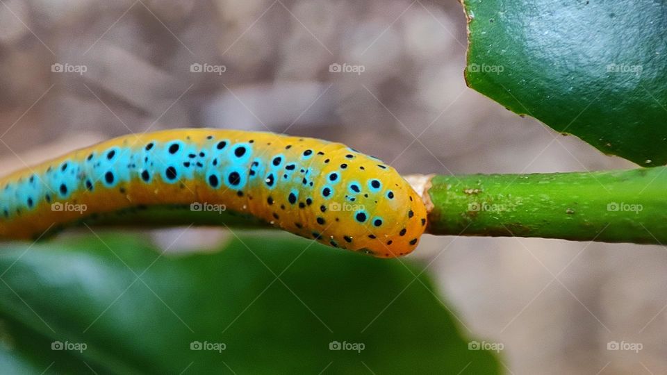 Yellow worm with circular patterns