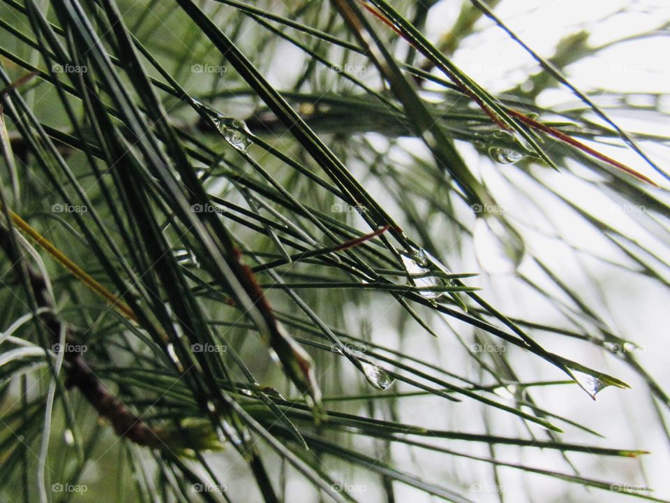 Pine needles with rain drops 
