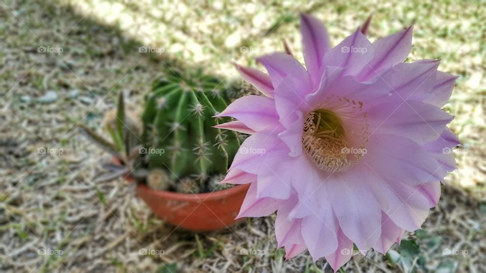 cactus flower. pink flower