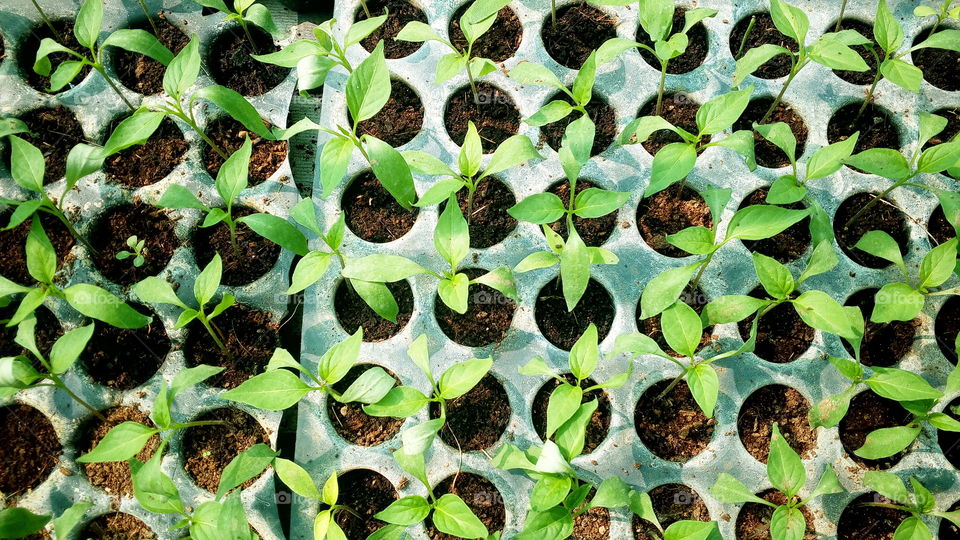 the most beautiful small chilly plants in my farm