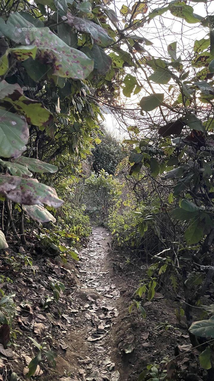 Camino en la naturaleza 