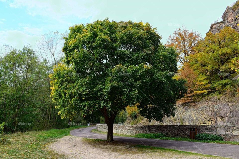 Beautiful tree on the roadside of the river Sioule