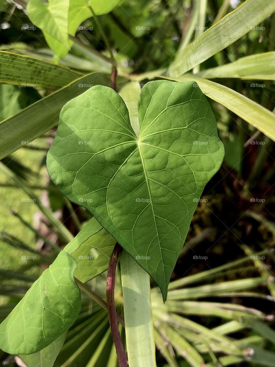 Closeup of a green heart-shaped leaf! 💚
