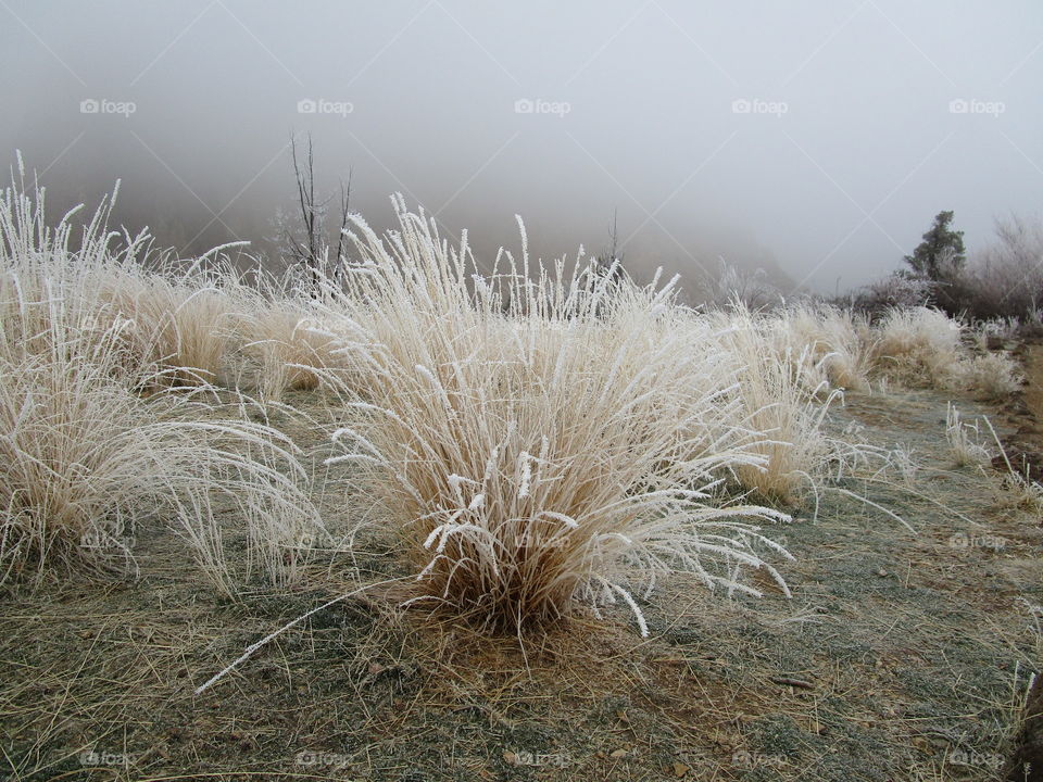 Stunningly beautiful frost on wild grasses and trees on a cold winter morning in Central Oregon. 