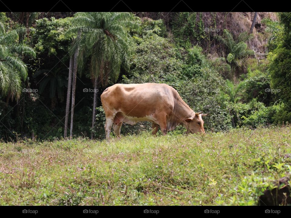 Wild cattle in the Caribbean