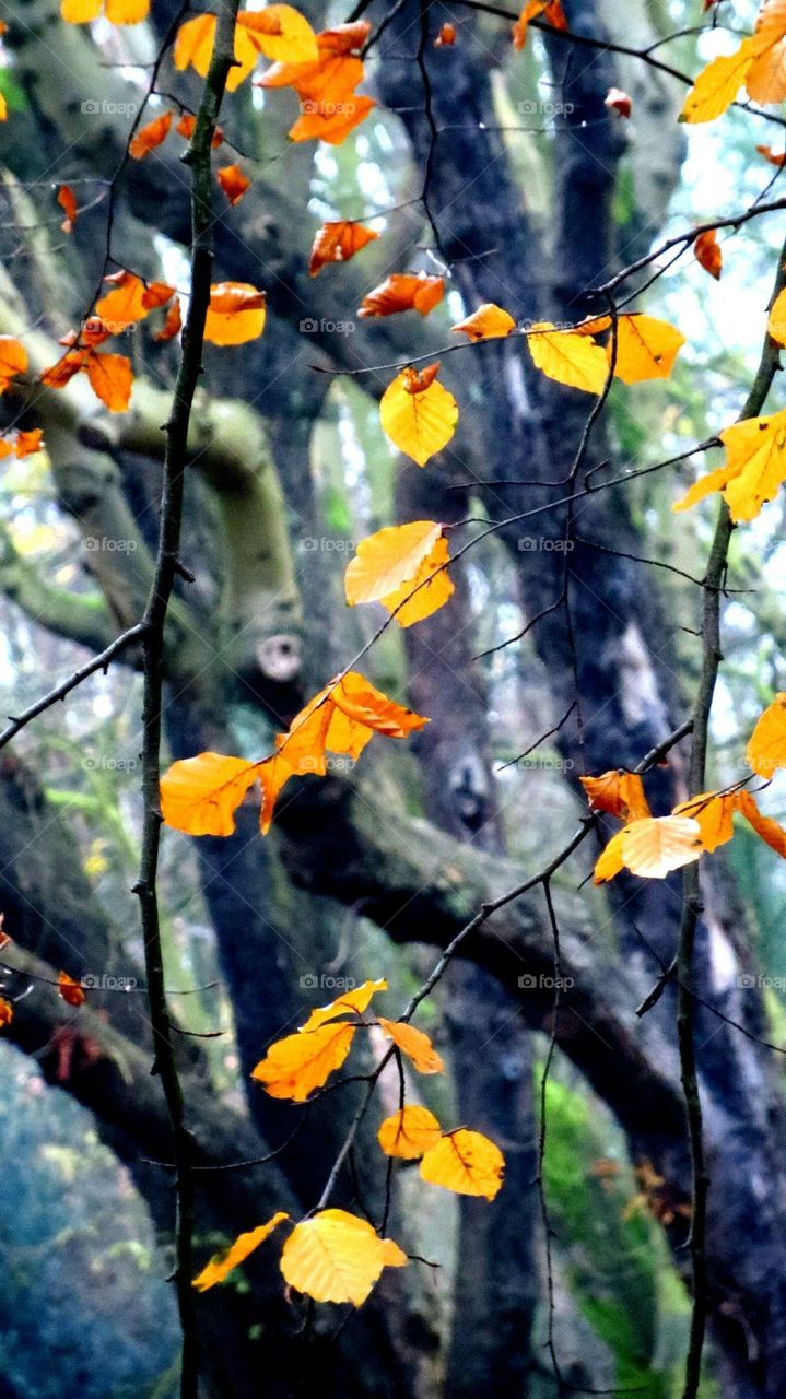 beautiful leaves