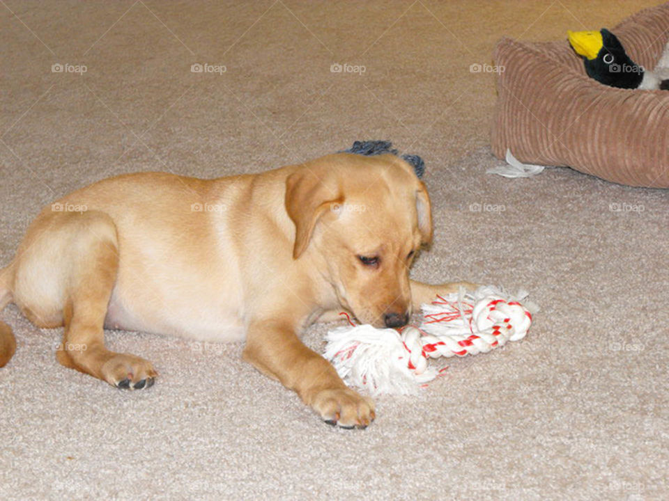 Yellow Lab puppy. Young yellow lab puppy chews on her first toy