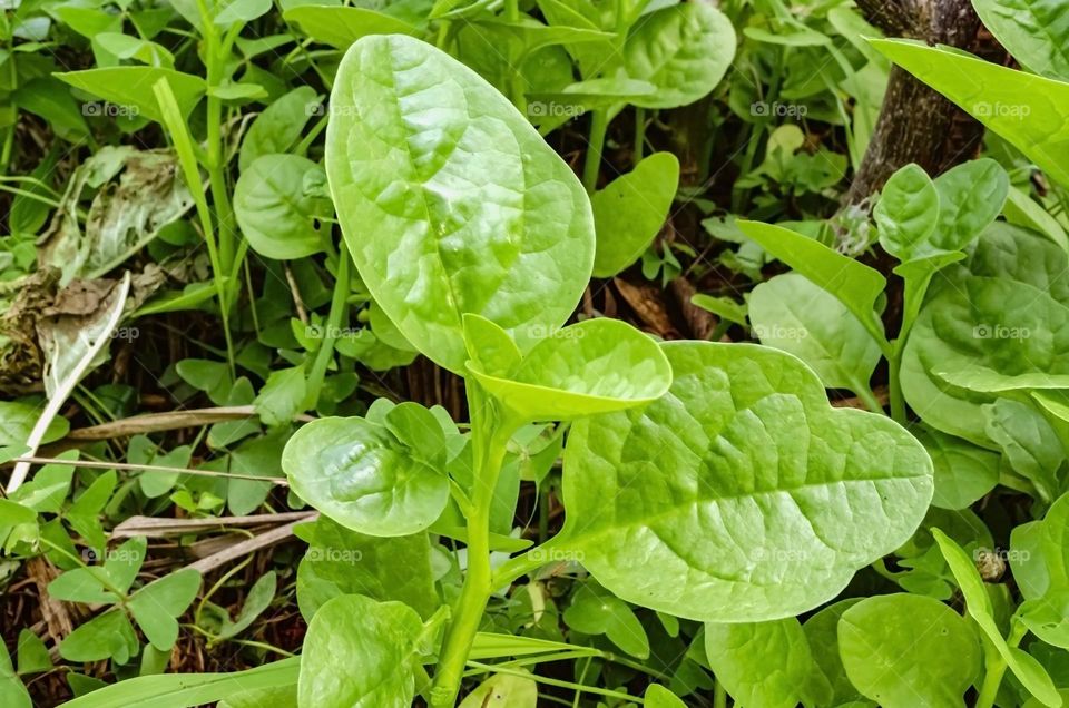 Running Spinach