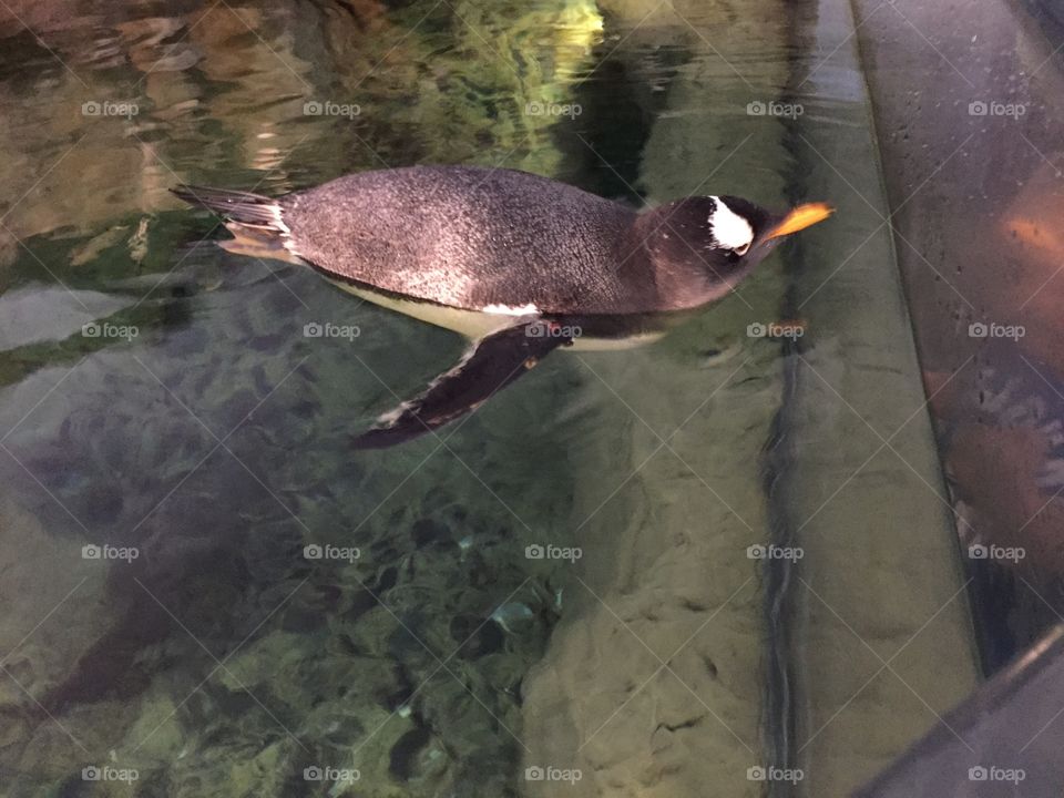 Penguin swimming. Saint Louis zoo penguin area