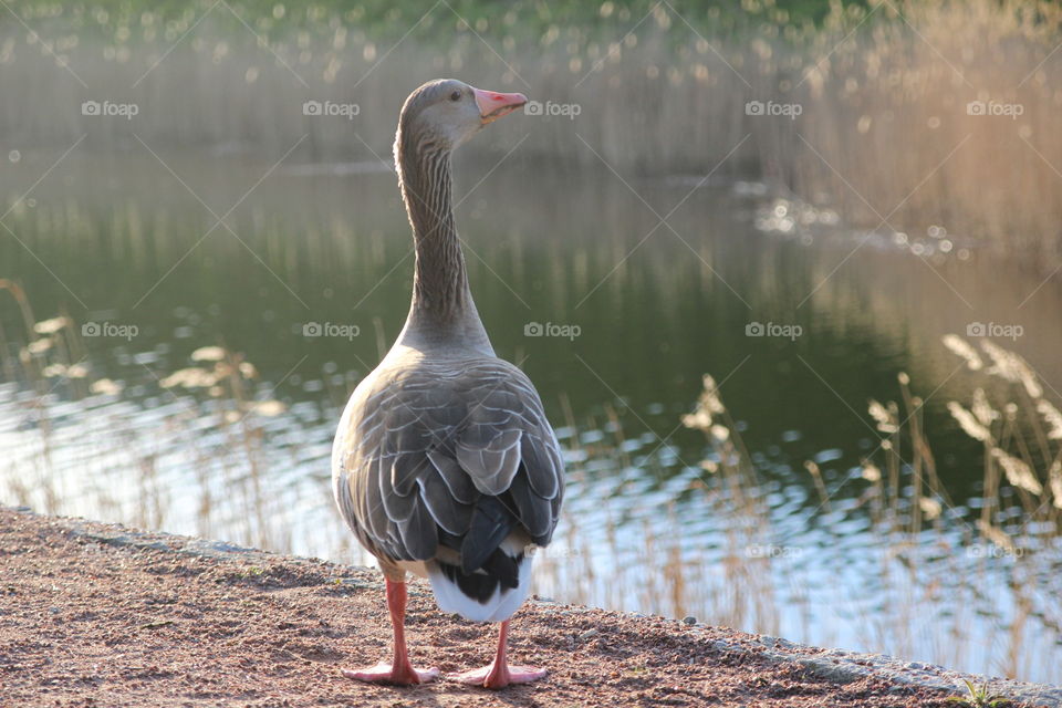 Close-up of a goose at lakeshore
