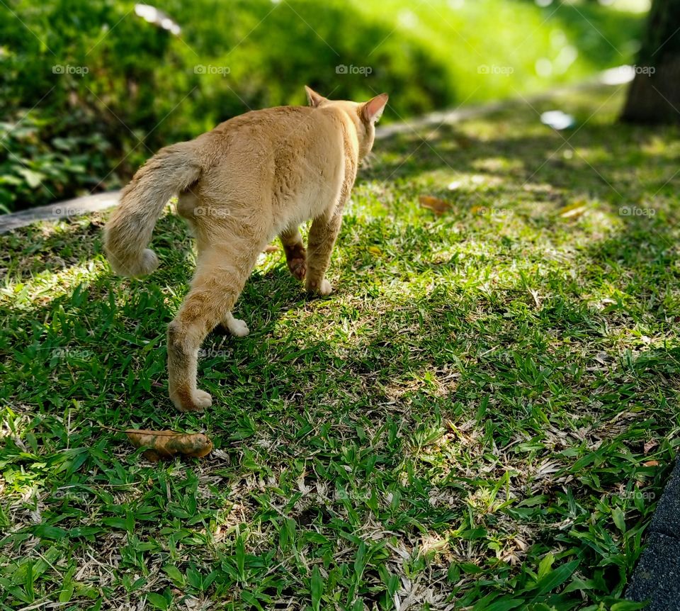 cat walking on the street