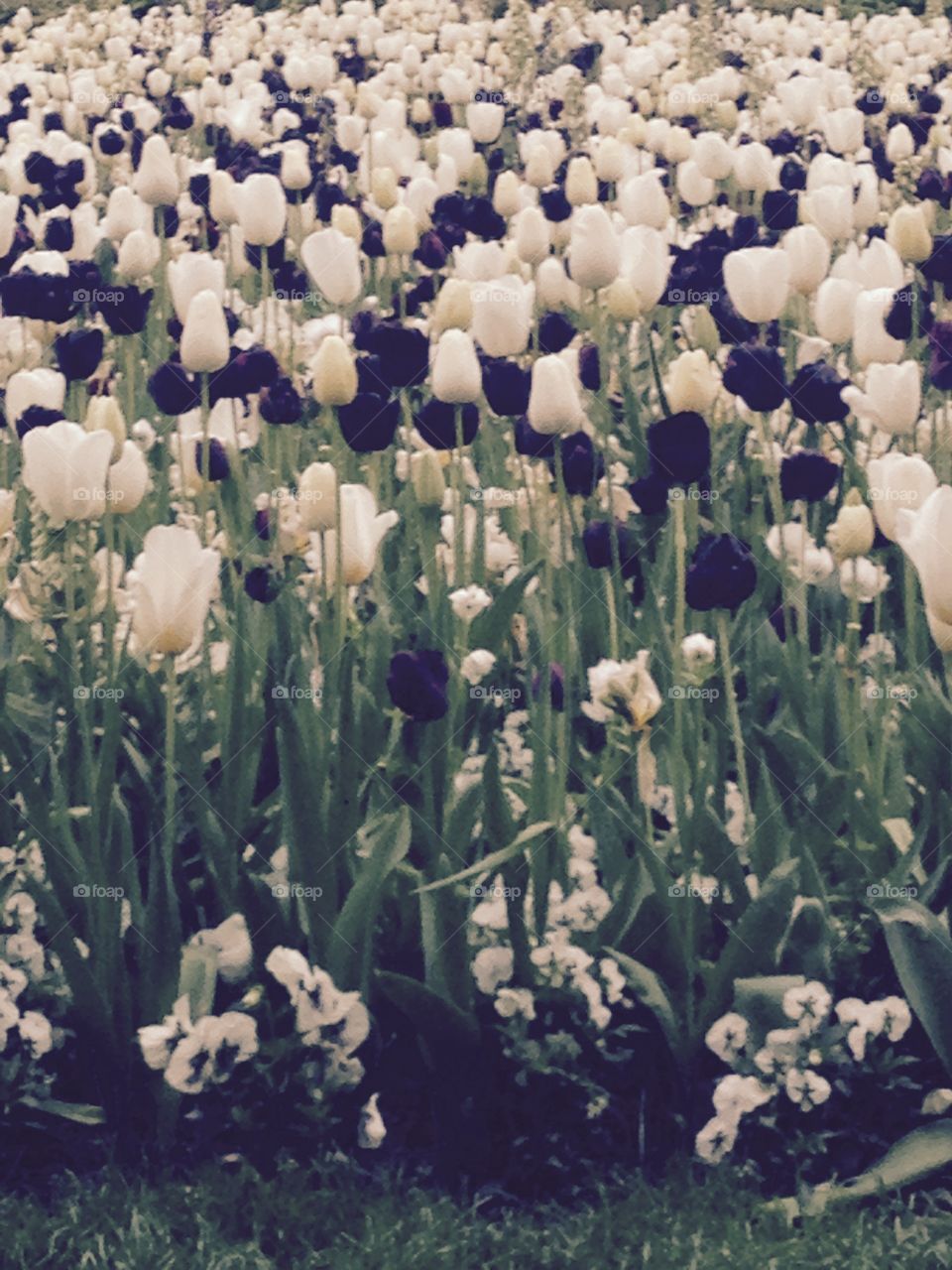 Tulips in Amsterdam 