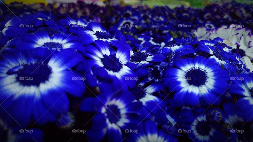 field of blue