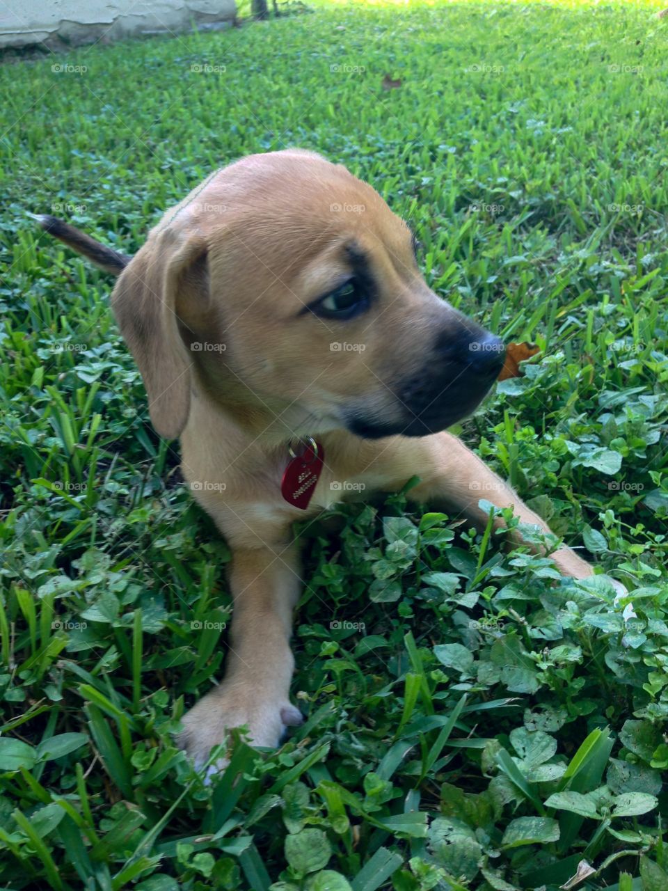 Pup on the grass