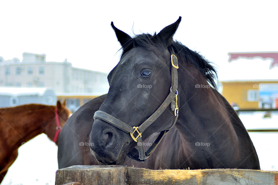 Horse at stable