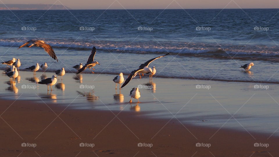 seagulls