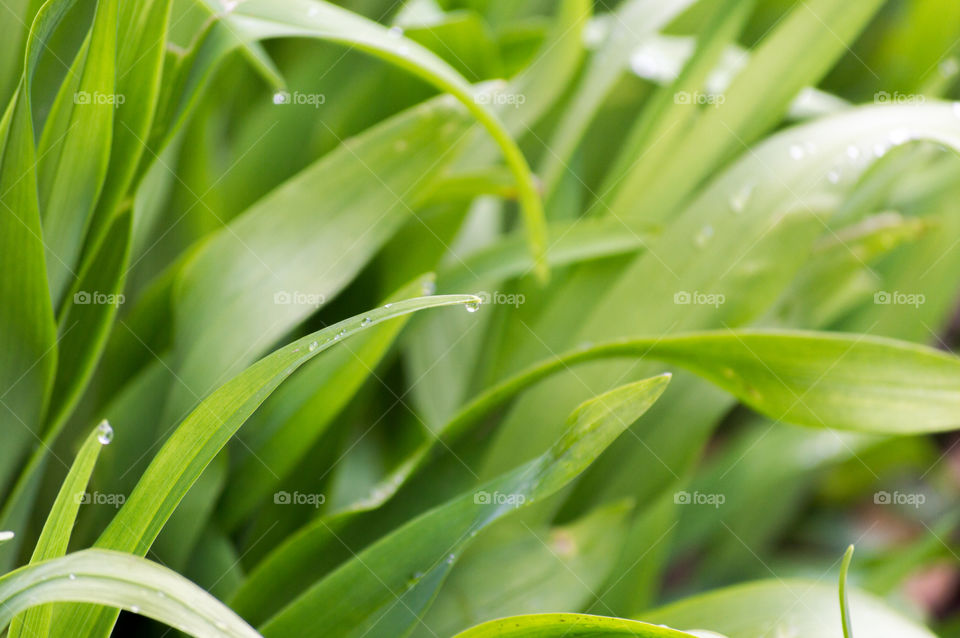 Water drop on leafs