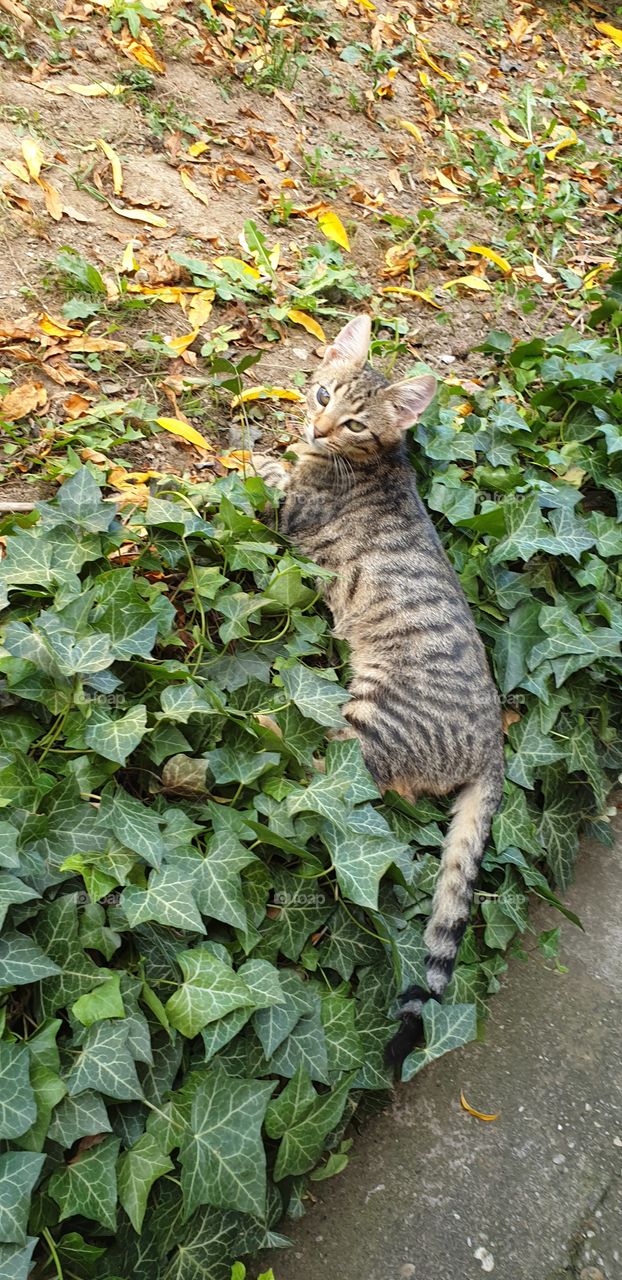cat in the ivy