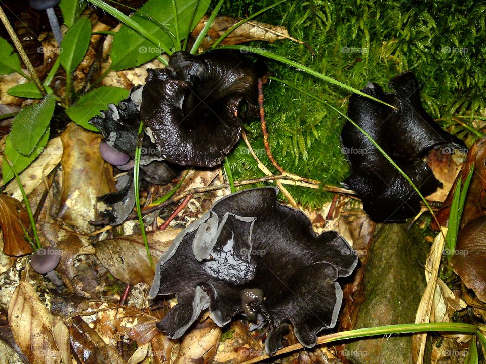 craterellus cornucopioides