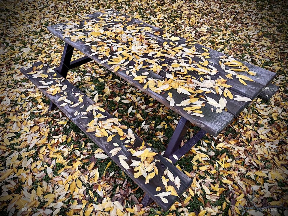 Fall in Love with Fall