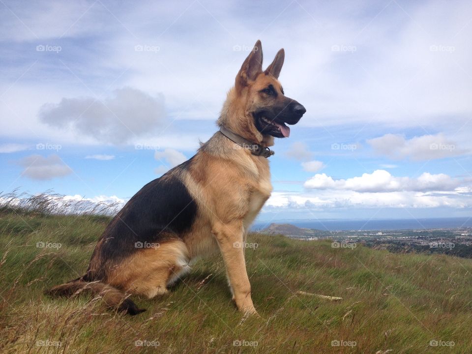 Rollo, German shepherd dog at the top of a hill 

