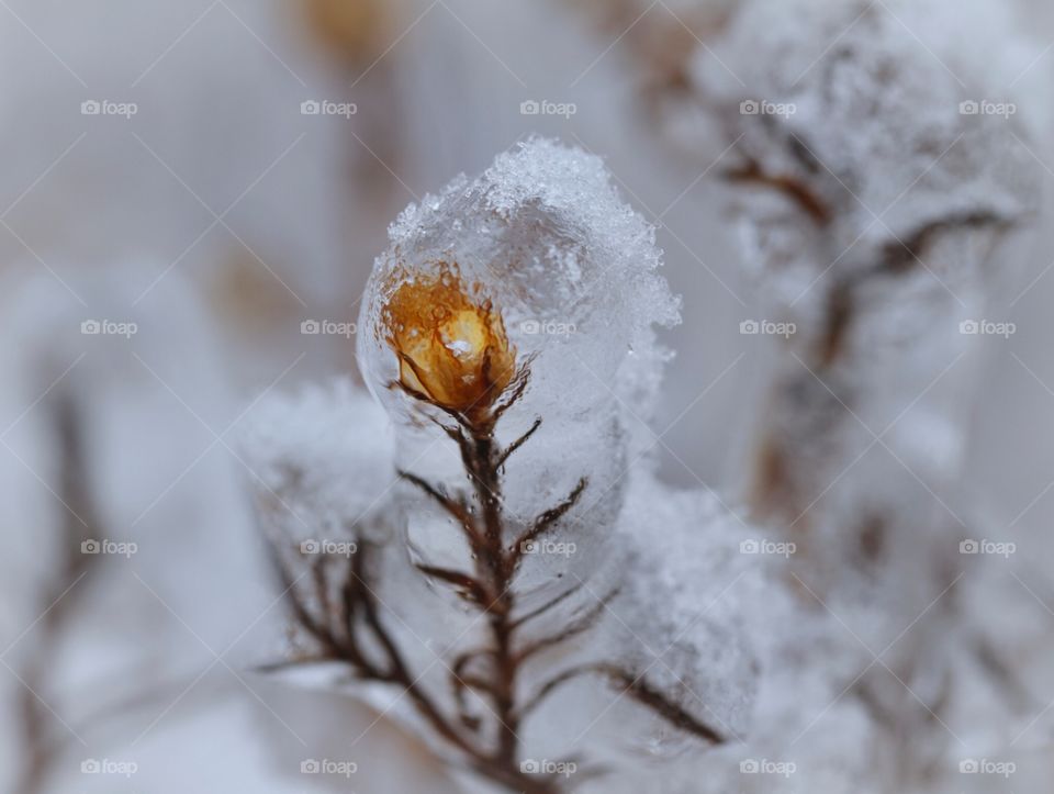 Winter flower