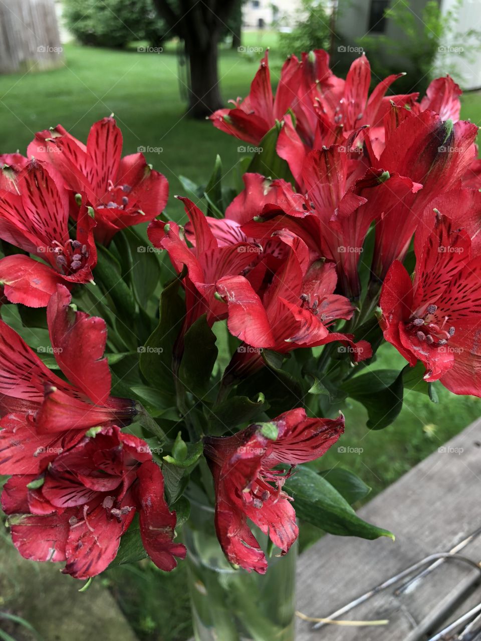 Red Lillies 
