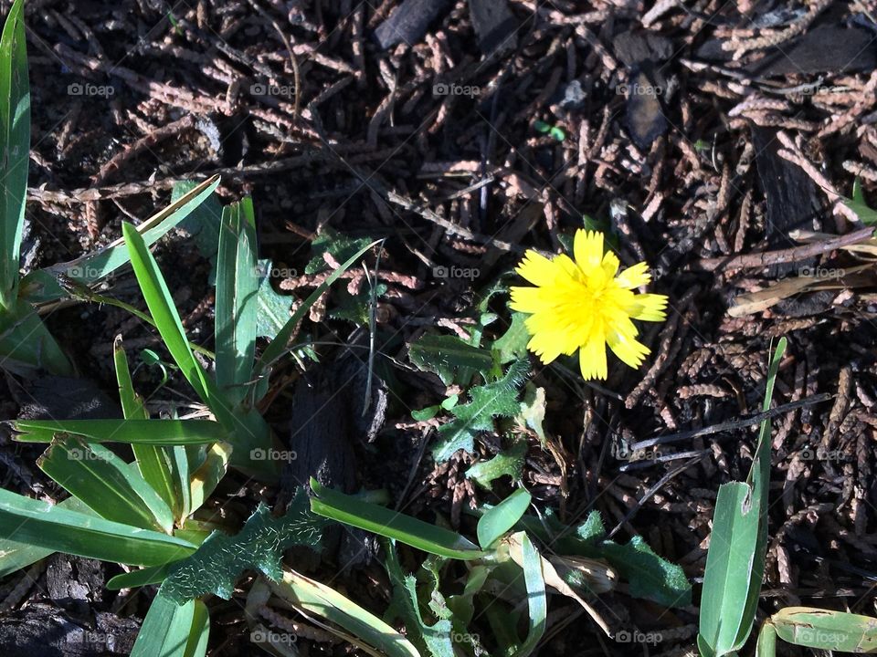 Small yellow flower on the ground.