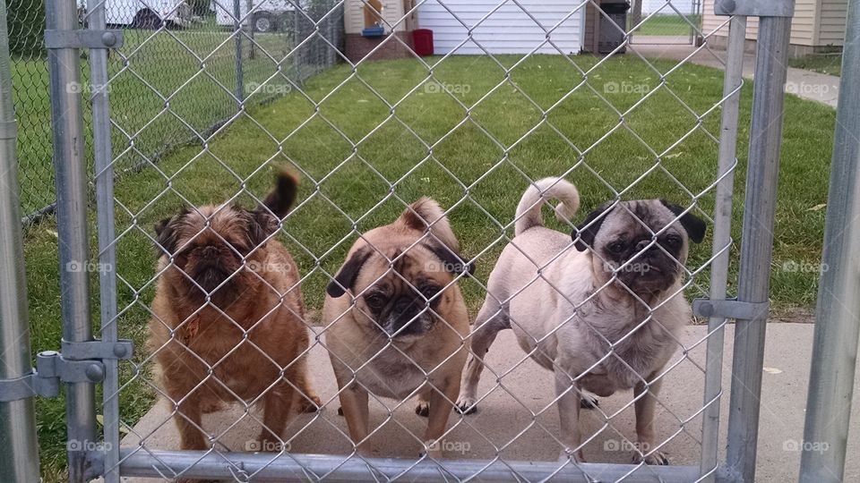 Waiting.... Two pugs and a griffon waiting anxiously for their owner.