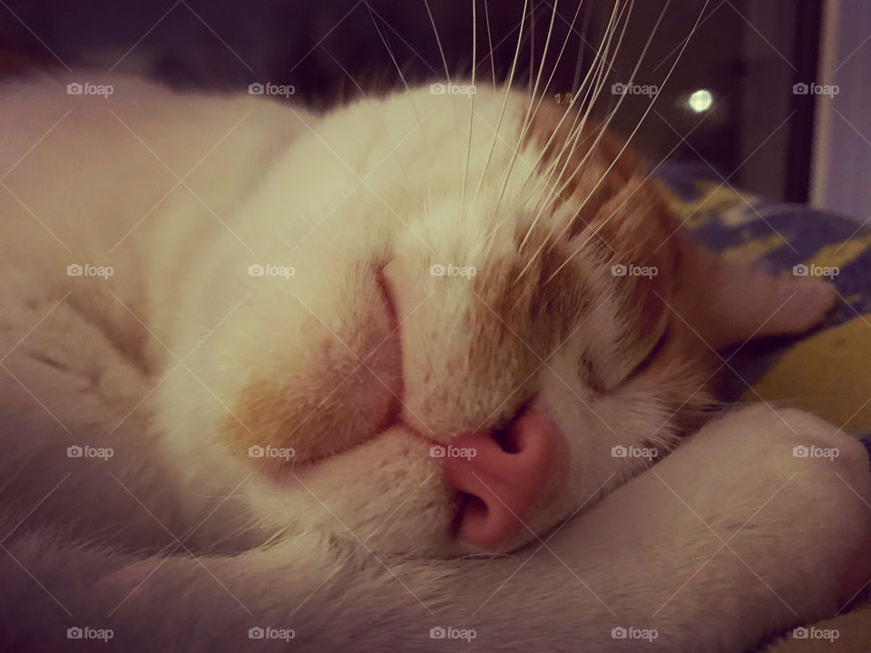 This little lion sleeps tonight.. and also, whenever he feels like it. He sleeps pretty often, really. 