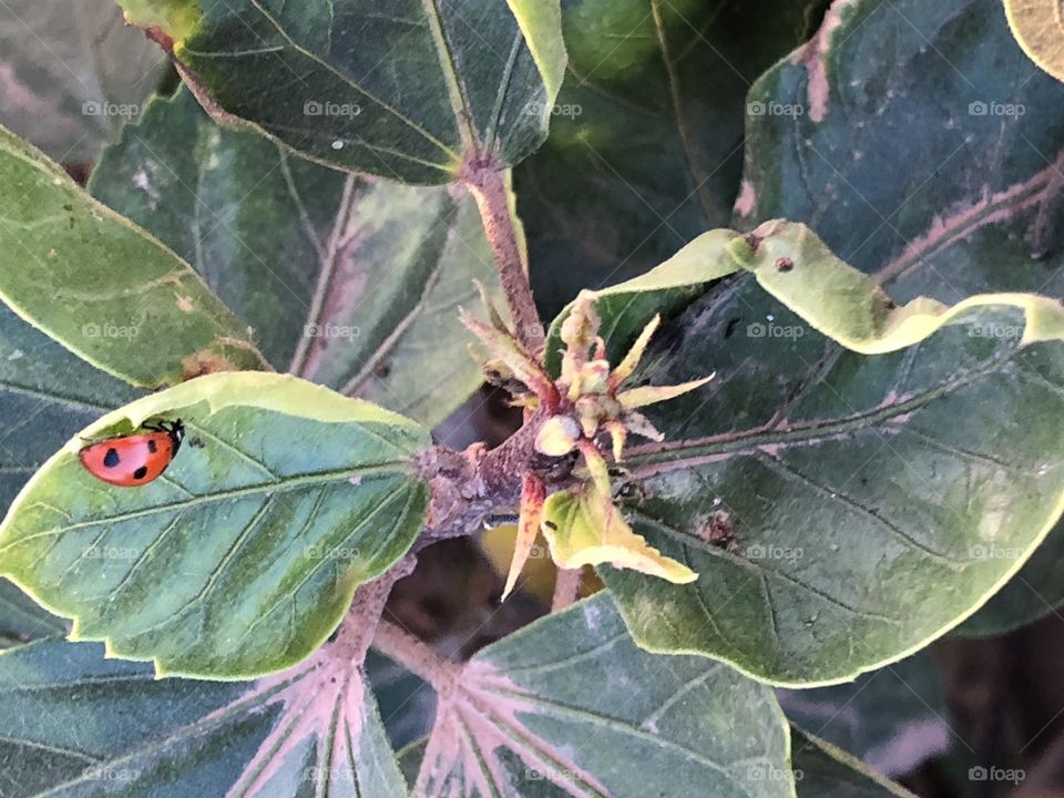 Beautiful ladybug on a green leaf of a tree.