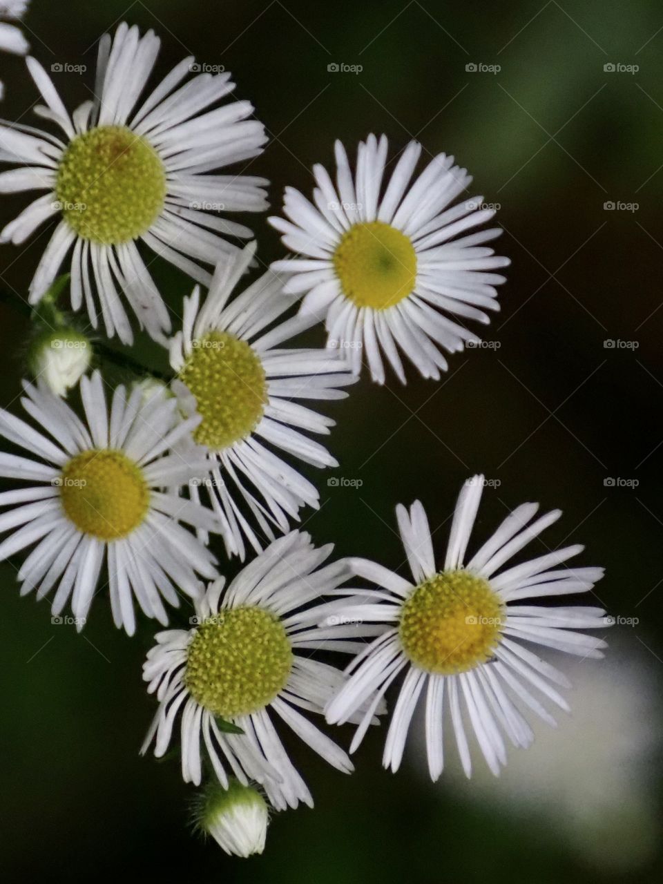 Bloom in the forest shelter