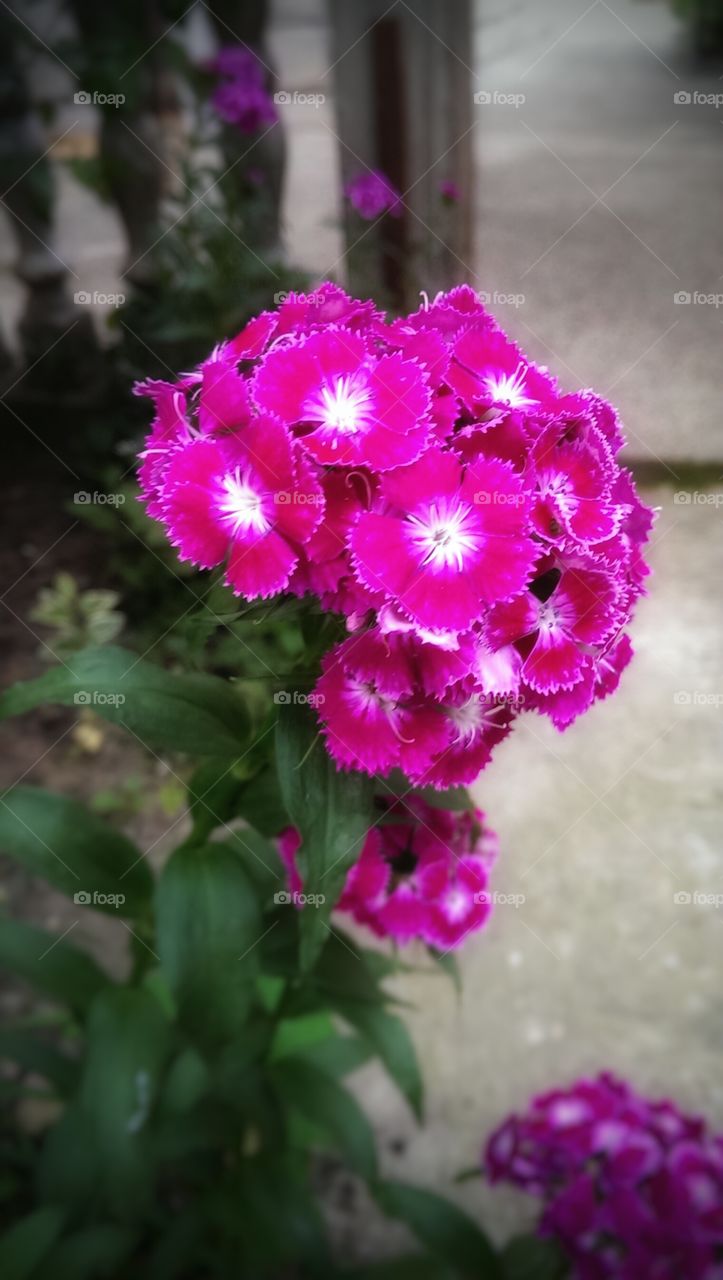 pink flowers. nice flowers