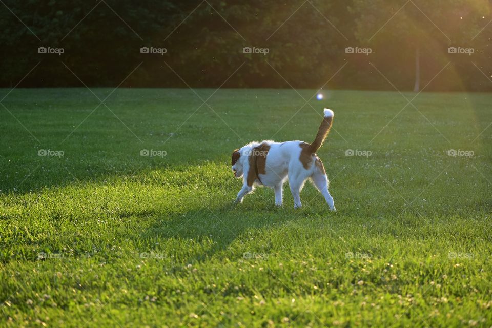 Beautiful terrier hound mixed breed dog playing in field of grass in summer evening sunlight 