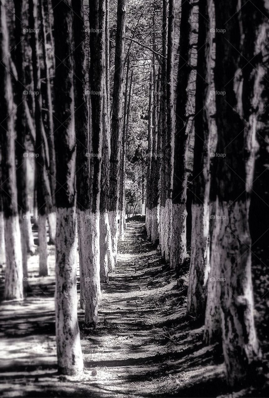 Painted tree trunk in the forest