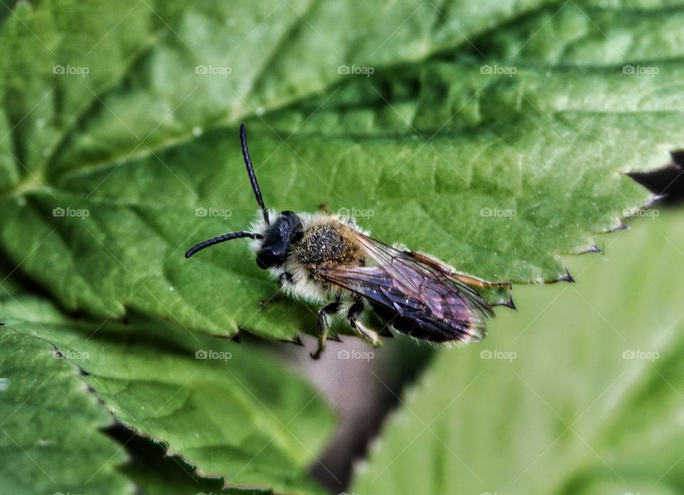 in garden