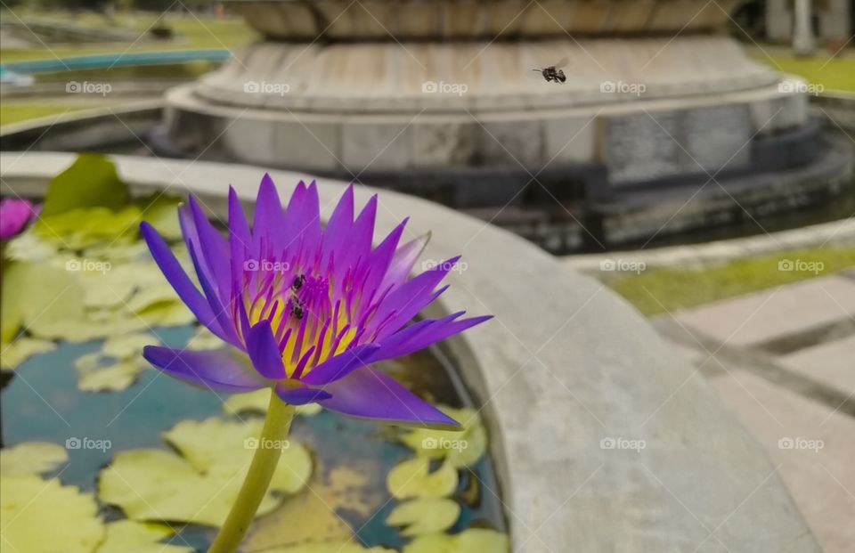 National flower in srilanka.