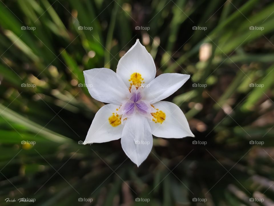 Dietes grandiflora Flor