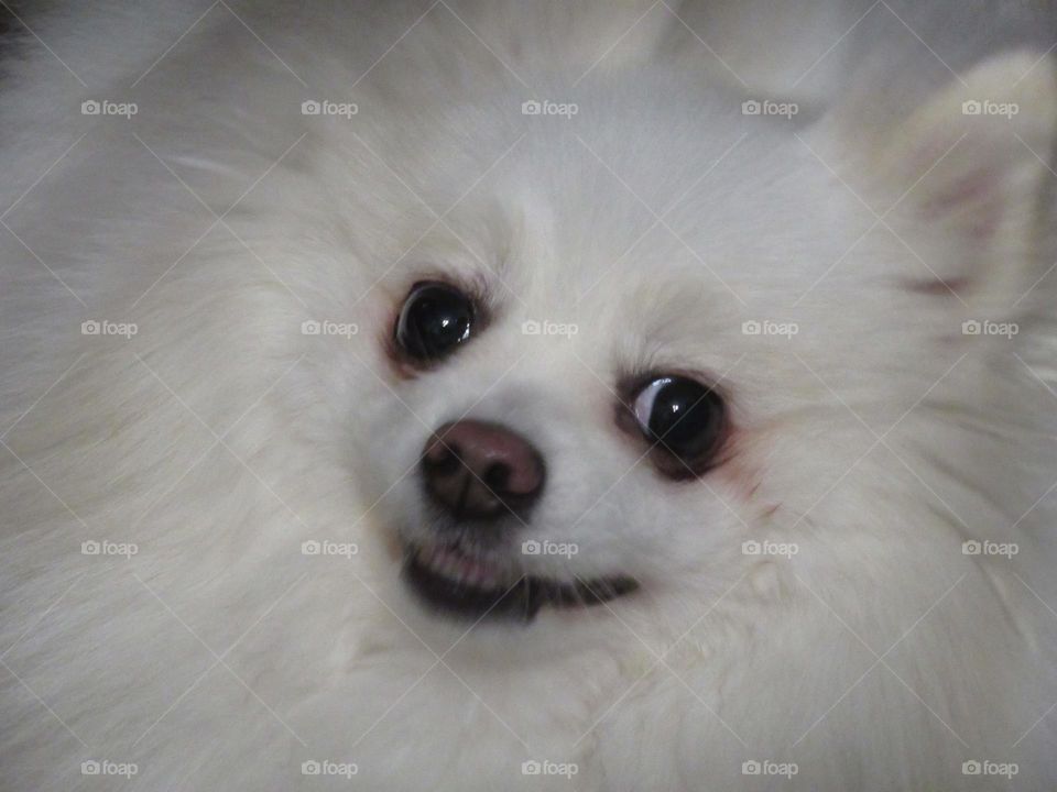 my favorite dog is a German Spitz, a gentle and affectionate dog named Zephyr, which in Russian means a sweet treat