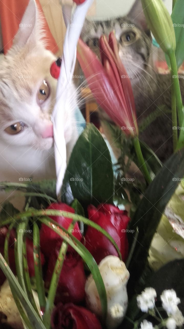 flowers and cats