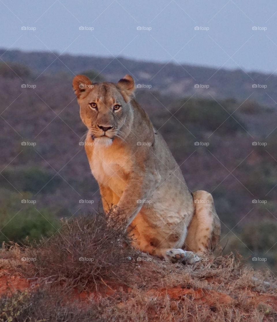 SA Lioness. SA National park...
