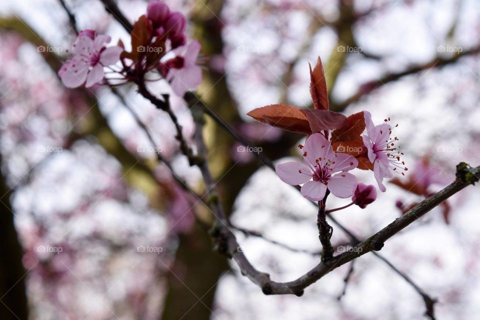 blooming cherry tree spring