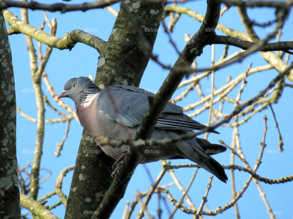 Perching wood pigeon. Taken in my back garden