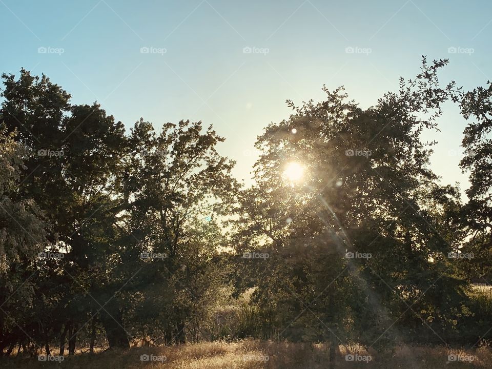Golden hour sunset - sunlight through the tall green trees in the forest on a springtime evening 