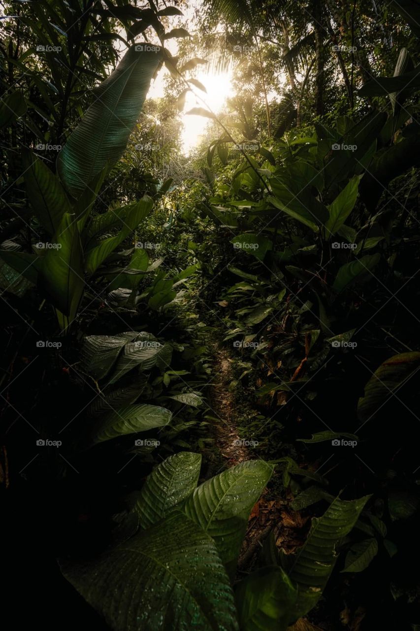 suriname rainforest ❤🇸🇷