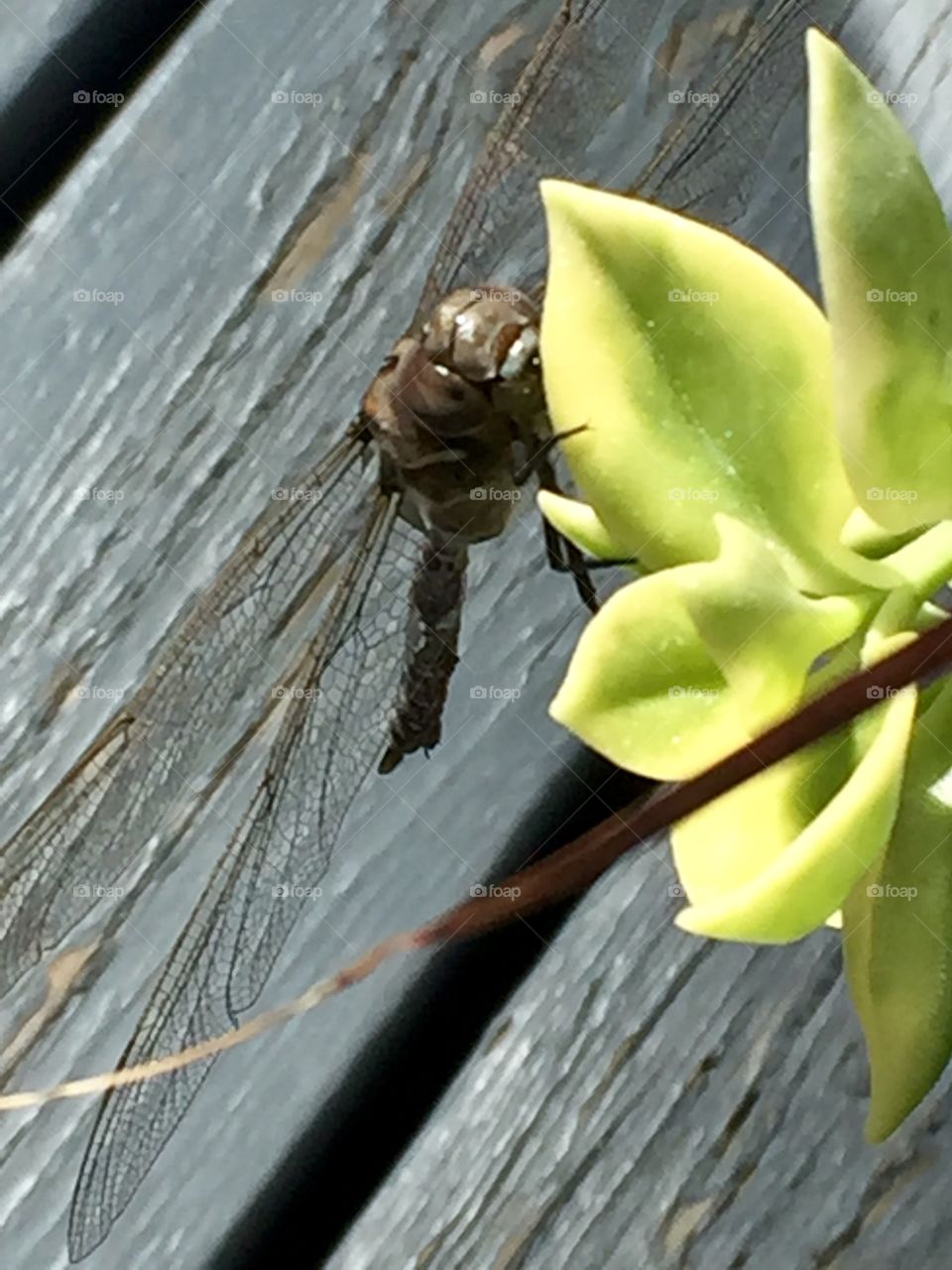 Dragon fly 
