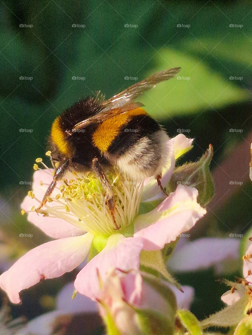 bee on flower