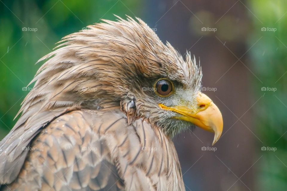 Bird of prey close-up portrait