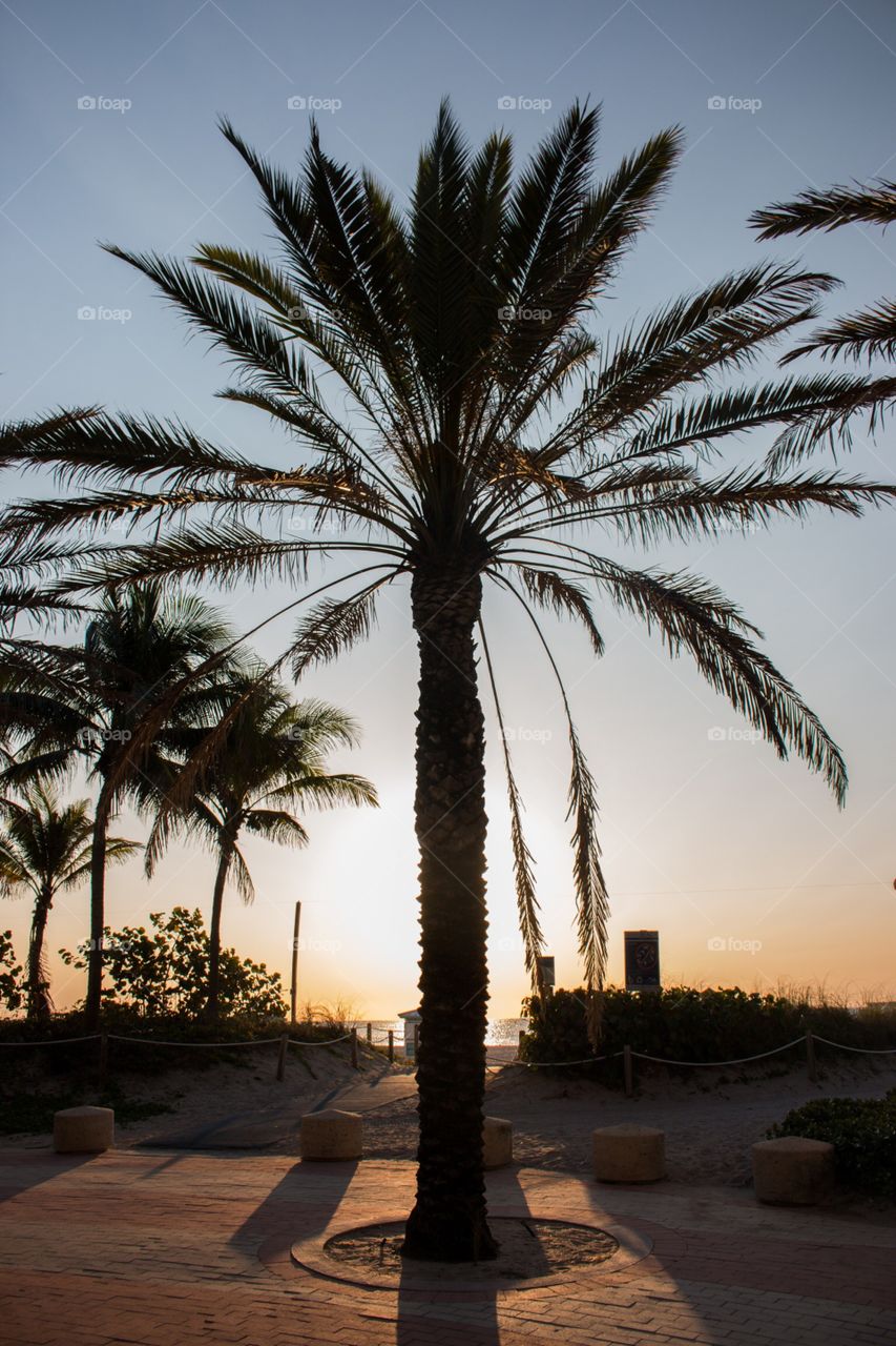 Palm tree silhouette