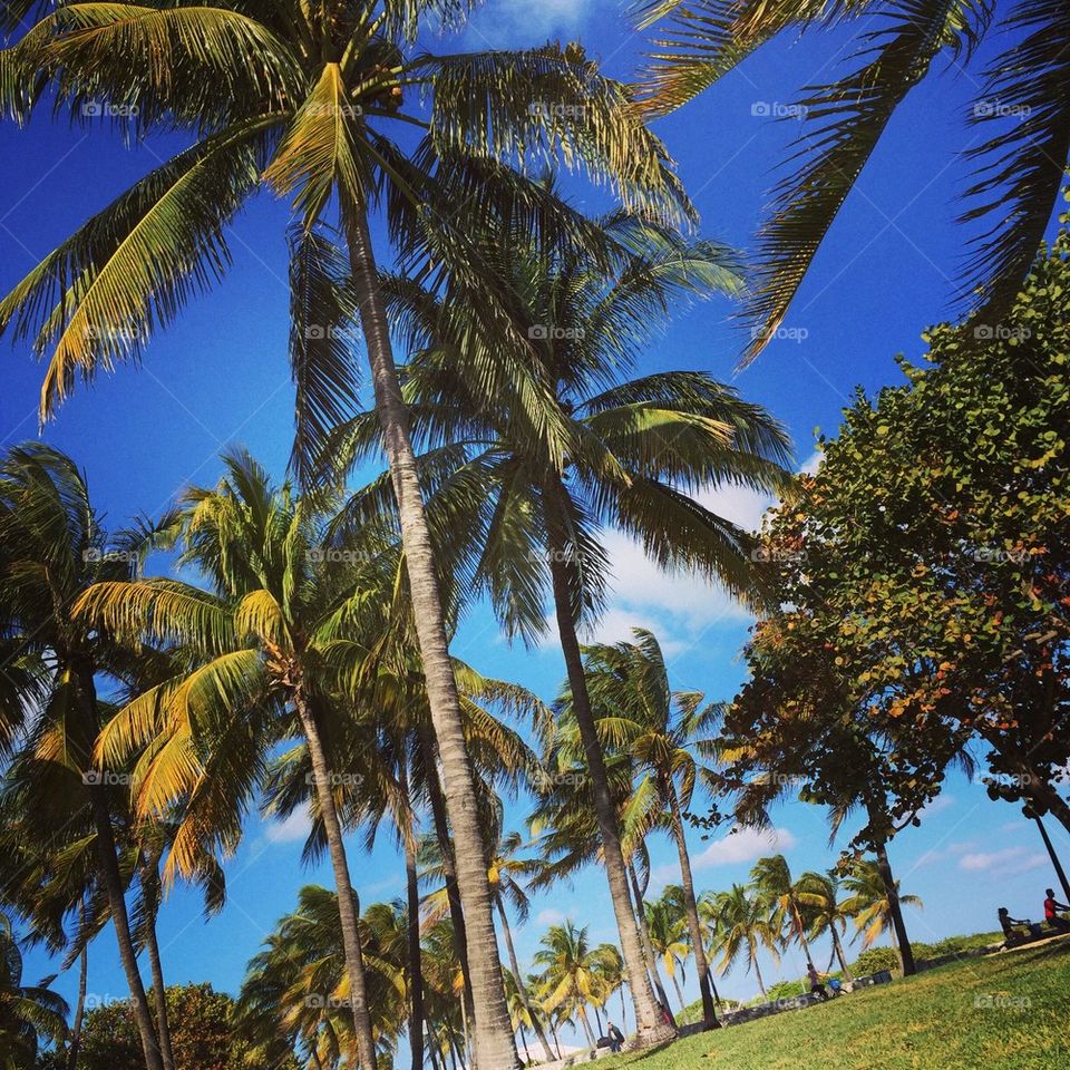 Palm Trees on Miami Beach